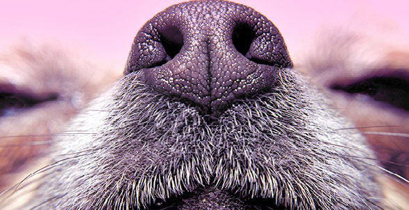 Dogs nose