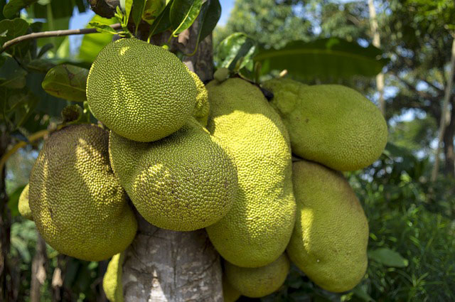 The Jackfruit