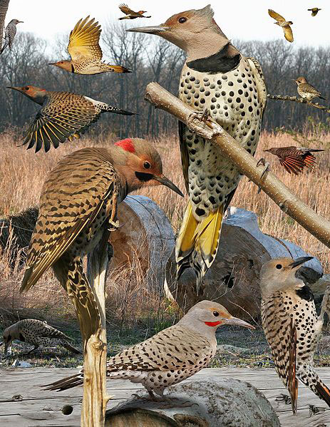 Norther Flicker birds