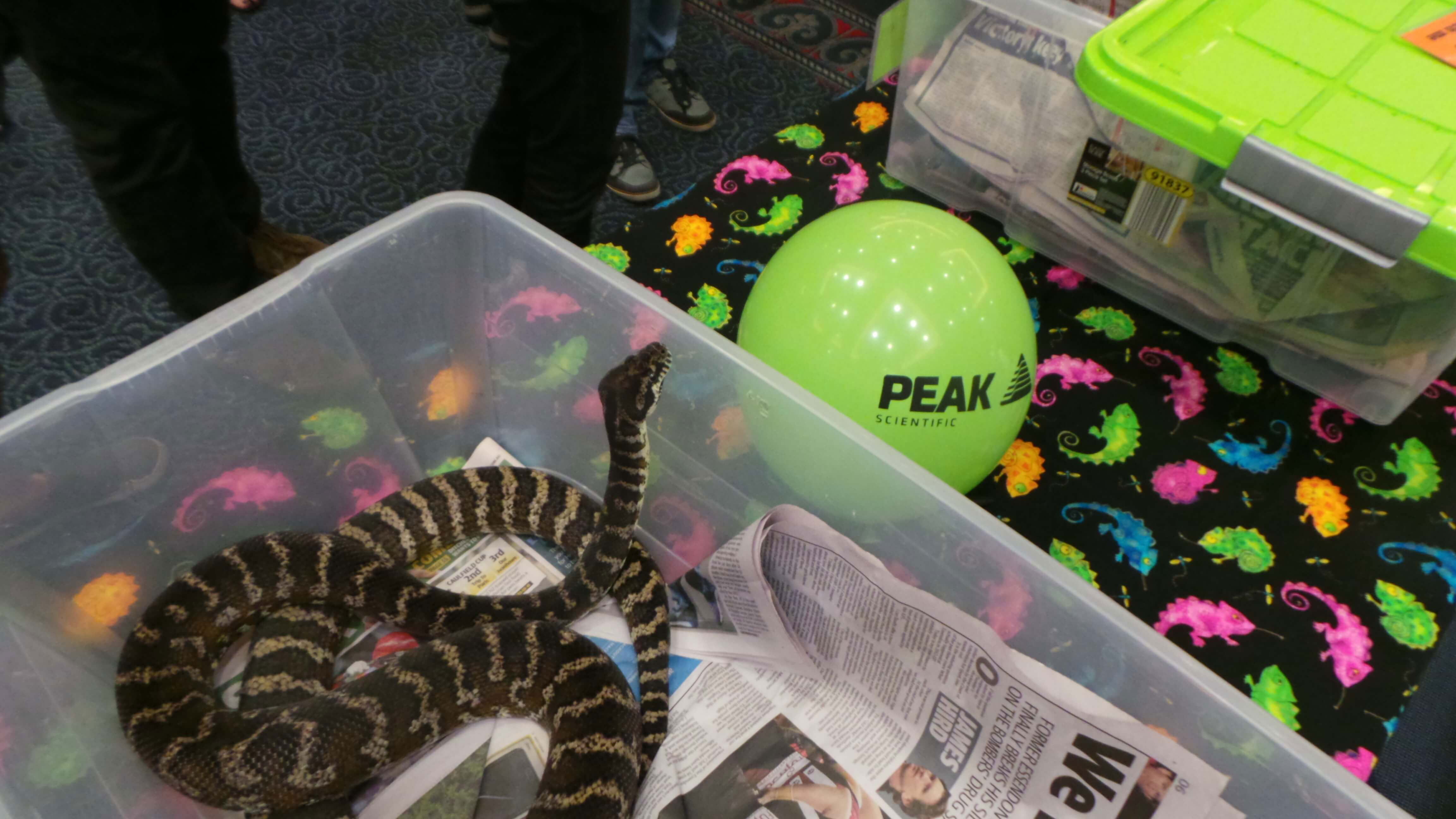 Lorne Peak balloon snake 2016