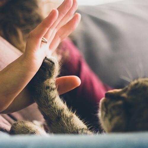 A cat giving a human a high five