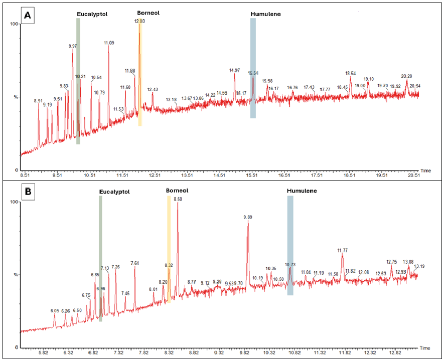 Figure 1: Chromatogram comparison. A, analysis using Helium as a carrier gas. B, analysis using Hydrogen as a carrier gas. Highlighted key reference terpenoids: Eucalyptol, Borneol, and Humulene.