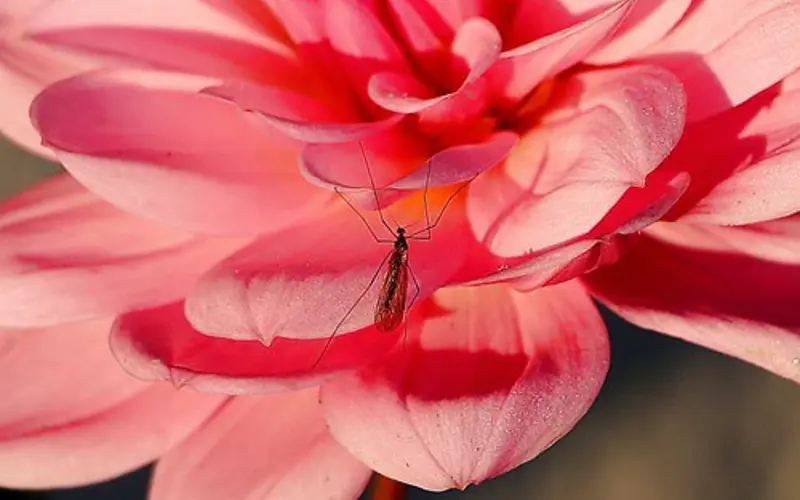 Dahlia 4643772 1920