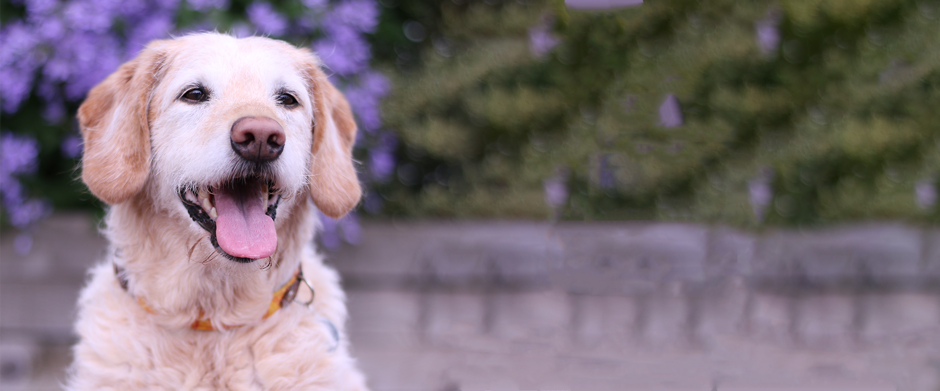 image of dog