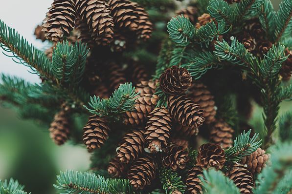 pine tree with pine cones
