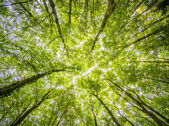 Image of a forest from the ground looking at the sky