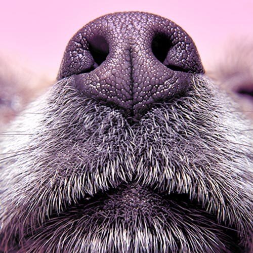 What Do Cancerous Moles Look Like On Dogs